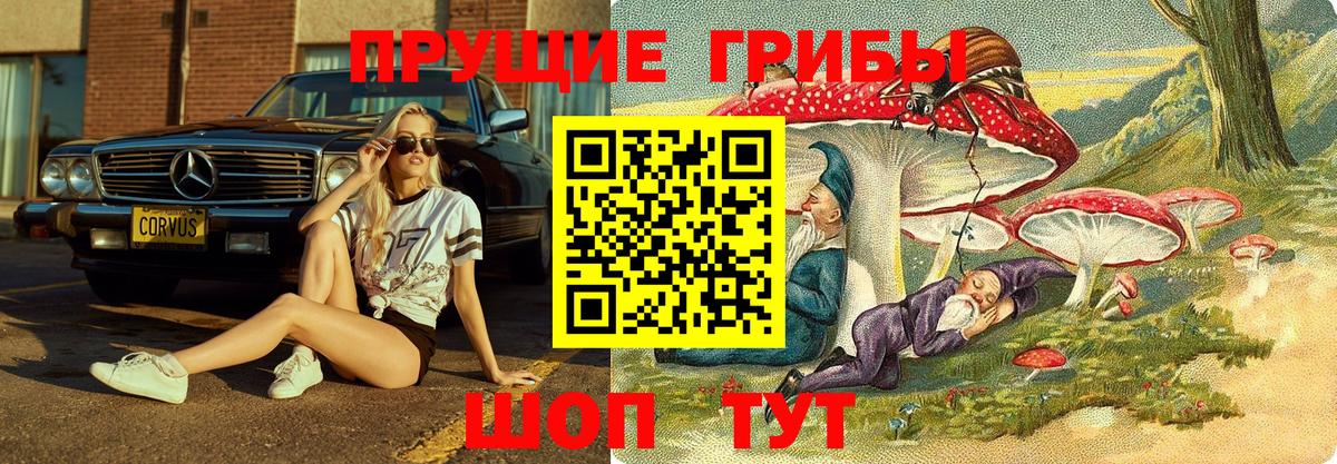 Псилоцибиновые грибы Psilocybe  Вход с VPN  Калининград 